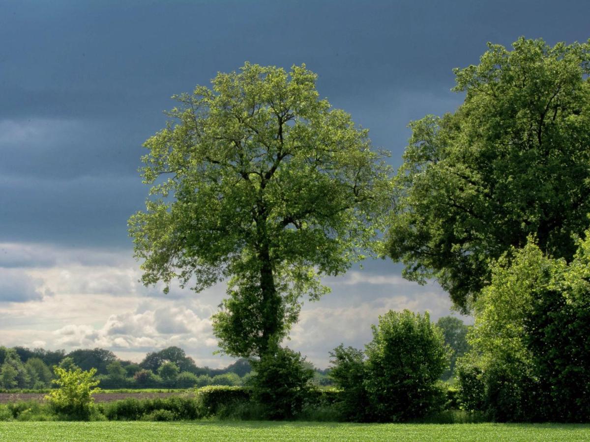 Monumental Farm In The Ash Landscape Vila Geesteren  Exterior foto